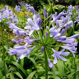 Egrow,Agapanthus,Flower,Seeds,Agapanthus,Africanus,Flower,Seeds,Garden,Decoration