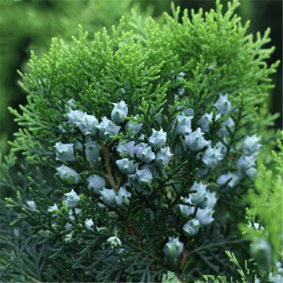 Egrow,Platycladus,Seeds,Platycladus,Orientalis,Garden,Decoration,Plant