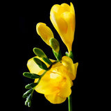 Egrow,Yellow,Freesia,Flower,Seeds,Perennial,Orchid,Garden,Bonsai,Plants