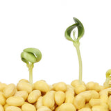 Egrow,Seeds,Green,Vegetable,Seeds,Edamame,Seeds,Soybean,Bonsai,Plants