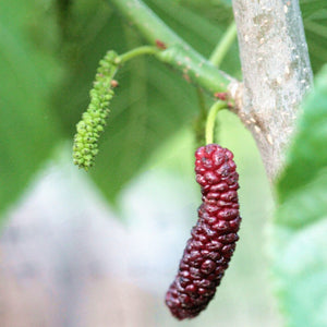 Egrow,Mulberry,Seeds,Mulberry,Bonsai,Mulberry,Pakistan,Fruit,Bonsai,Large,Super,Sweet,Garden