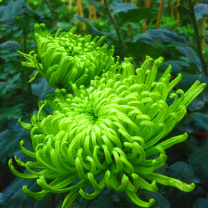 Egrow,Chrysanthemum,Seeds,Balcony,Potted,Green,Chrysanthemum,Flower,Garden,Beautiful,Potted,Plant,Bonsai