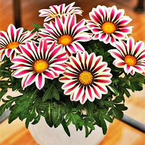 Egrow,Gazania,Seeds,Semillas,Gazania,Splendens,Chrysanthemum,Seeds,Garden,Flowers,Seeds