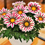 Egrow,Gazania,Seeds,Semillas,Gazania,Splendens,Chrysanthemum,Seeds,Garden,Flowers,Seeds