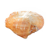 Natural,Shell,Conch,Phoenix,Conch,Coral,Beach,Ornament,Decorations
