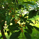 Egrow,Prunus,Seeds,Prunus,Padus,Semente,Plant,Padus,Racemosa
