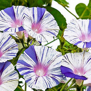 Egrow,Venice,Morning,Glory,Seeds,Garden,Decoration,Flower,Seeds