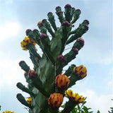 Egrow,Stone,Cactus,Seeds,Succulents,Stone,Cactus,Bonsai,Potted,Flowers