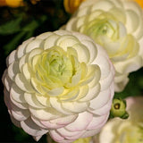 Egrow,Ranunculus,Seeds,Garden,Decoration,Bonsai,Plants,Flower,Seeds