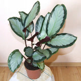 Egrow,Arrowroot,Seeds,Crocata,Calathea,Flower,Bonsai,Garden,Plant