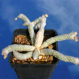 Egrow,Cactus,Seeds,Cactus,Flowers,Plantas,Plant,Bonsai,Foliage,Magical,Garden,Flora