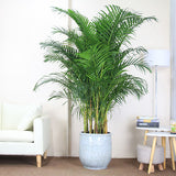 Egrow,Potted,Bamboo,Seeds,Decoration,Areca,Bonsai,Butterfly,Plants,Bonsai