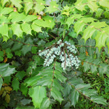 Egrow,Mahonia,Seeds,Mahonia,Bealei,Semente,Plant,Mahonia,Fortunei