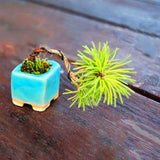 Egrow,Seeds,Black,Bonsai,Courtyard,Garden,Bonsai,Plants,Garden