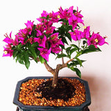 Egrow,Colorful,Bougainvillea,Flower,Seeds,Spectabilis,Willd,Plants,Perennial,Flower,Garden,Bonsai,Potted,Plant