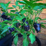 Egrow,Pepper,Seeds,Chilli,Pepper,Capsicum,Vegetable,Bonsai,Plants,Garden,Plantas