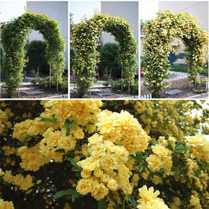 Egrow,Jasmine,Seeds,Double,Murraya,Paniculata,Bonsai,Evergreen,Plants,Satinwood,Lakeview,White,Fragrant,Flowers