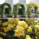 Egrow,Jasmine,Seeds,Double,Murraya,Paniculata,Bonsai,Evergreen,Plants,Satinwood,Lakeview,White,Fragrant,Flowers