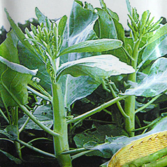 Egrow,Cabbage,Seeds,Flower,Bonsai,Organic,Vegetable,Bonsais,Garden,Plant