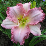 Egrow,Daylily,Seeds,Daylily,Flowers,Hemerocallis,Indoor,Bonsai,Flower,Perennial,Plant,Garden,Supplies