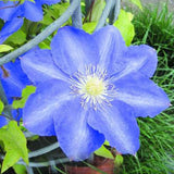 Egrow,Clematis,Seeds,Beautiful,Climbing,Plant,Flower,Seeds,Bonsai,Perennial,Flowers