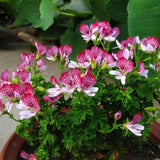 Egrow,Geranium,Seeds,Pelargonium,Bonsai,Flower,Garden,Plant