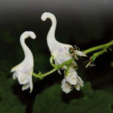 Egrow,Orchid,Seeds,Flying,Orchid,Flower,Bonsai,White,Flying,Flower,Potted,Decorative,Flowers