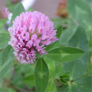 Egrow,Herba,Clover,Seeds,Herba,Clover,Plant,Trifolium,Pratense