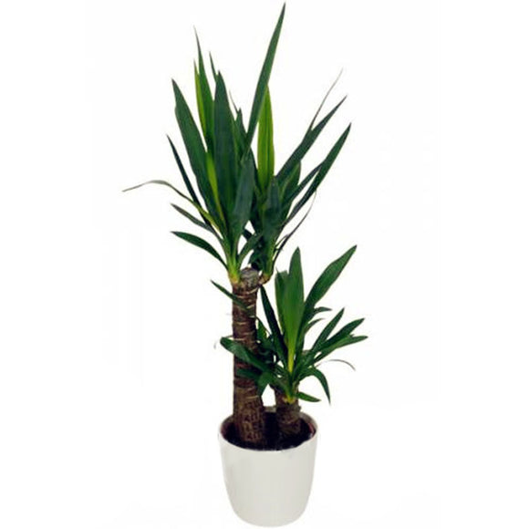 Egrow,Yucca,Seeds,Potted,Plants,Garden,Bonsai,White,Orchid,Sementes,Evergreen