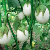 Egrow,Tomato,Seeds,White,Tomato,Organic,Bonsai,Vegetable,Seeds,Small,Middle,Large