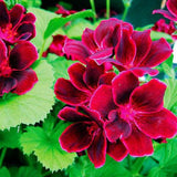 Egrow,Univalve,Geranium,Seeds,Perennial,Flower,Pelargonium,Seeds,Indoor