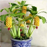 Egrow,Dwarf,Banana,Seeds,Bonsai,Tropical,Fruit,Seeds,Balcony,Flower,Plants