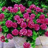 Egrow,Univalve,Geranium,Seeds,Perennial,Flower,Pelargonium,Seeds,Indoor