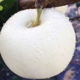 Egrow,Apple,Seeds,White,Apple,Bonsai,Fruit,Bonsai,Apple,Perennial,Potted,Plants,Garden,Planting