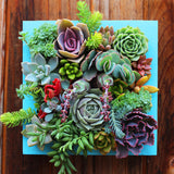 Egrow,Mixed,Lithops,Seeds,Succulent,Stone,Bonsai,Pseudotruncatella,Flowers