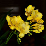 Egrow,Yellow,Freesia,Flower,Seeds,Perennial,Orchid,Garden,Bonsai,Plants