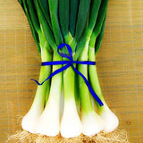 Egrow,Green,Scallion,Seeds,Season,Vegetable,Seeds,Special,Vegetable,Seeds