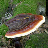 Egrow,Lucidum,Seeds,Edible,Health,Vegetable,Reishi,Mushrooms,Seeds,Garden,Plants