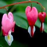 Egrow,10Pcs,Dicentra,Spectabilis,Seeds,Bleeding,Heart,Garden,Plant,Flowers