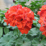 Egrow,Univalve,Geranium,Seeds,Perennial,Flower,Pelargonium,Seeds,Indoor