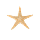 20Pcs,Starfish,Shell,Landscape,Beach,Wedding,Crafts,Making,Decorations