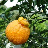 Egrow,Orange,Seeds,Fruit,Organic,Trees,Garden,Plant