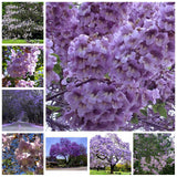 Egrow,Paulownia,Seeds,Green,Plants,Outdoor,Courtyard,Planting