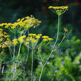 Egrow,Fennel,Seeds,Anise,Foeniculum,Bonsai,flower,Garden,plant