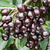 Egrow,Black,Cherry,Seeds,Balcony,Organic,Fruits,Potted,Bonsai,Plant