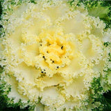 Egrow,Cabbage,Seeds,Garden,Ornamental,Cabbage,Flowering,Brassica,Oleracea,Bonsai,Vegetable,Plant