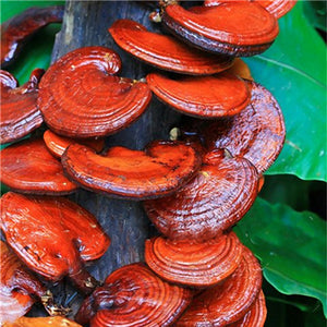 Egrow,Lucidum,Seeds,Edible,Health,Vegetable,Reishi,Mushrooms,Seeds,Garden,Plants