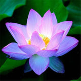 Egrow,Lotus,Flower,Seeds,Aquatic,Plants,Bonsai,Lotus,Seeds,Perennial,Plant,Garden