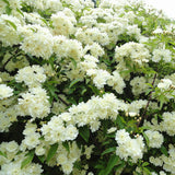 Egrow,Jasmine,Seeds,Double,Murraya,Paniculata,Bonsai,Evergreen,Plants,Satinwood,Lakeview,White,Fragrant,Flowers