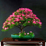 Egrow,20Pcs,Acacia,Seeds,Colorful,Albizia,Julibrissin,Indoor,Bonsai,Planting